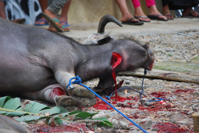 Bufalo Toraja